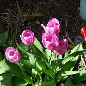 Meet your Posher, Fabiola